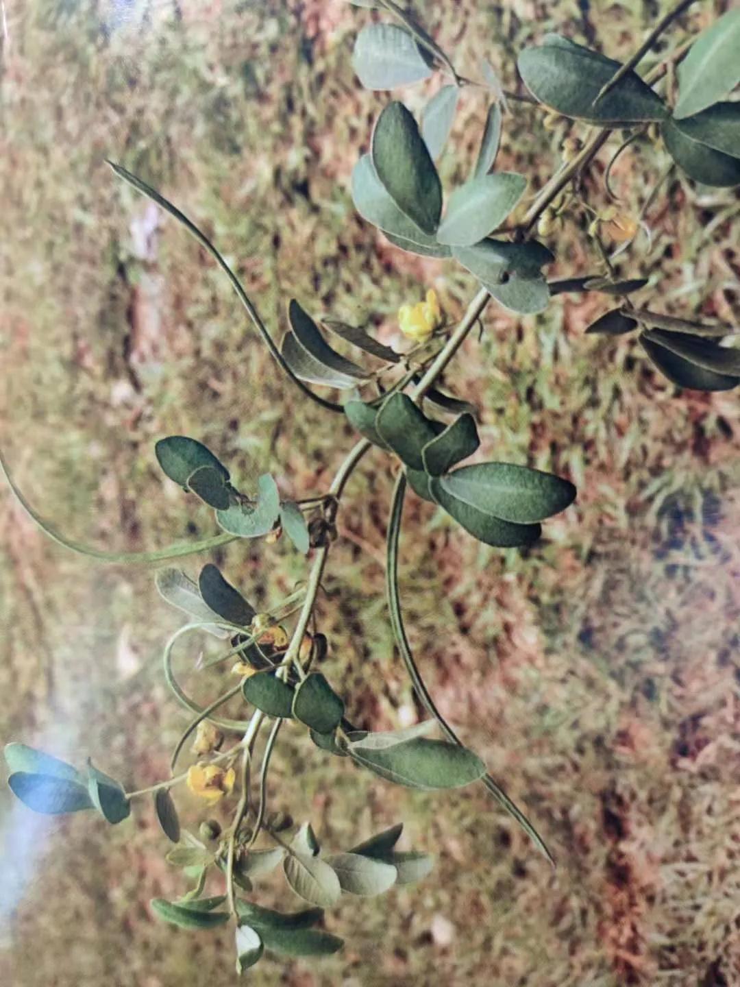 清肝明目、潤腸通便、降壓降膽固醇——決明子