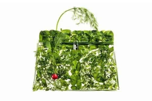 蔬菜界的“愛馬仕”會中毒致癌？